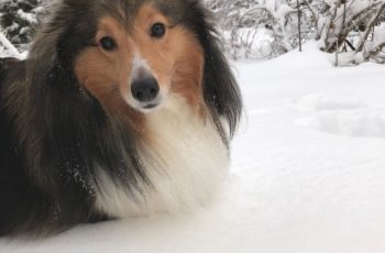 Shetland-Sheepdog in the snow