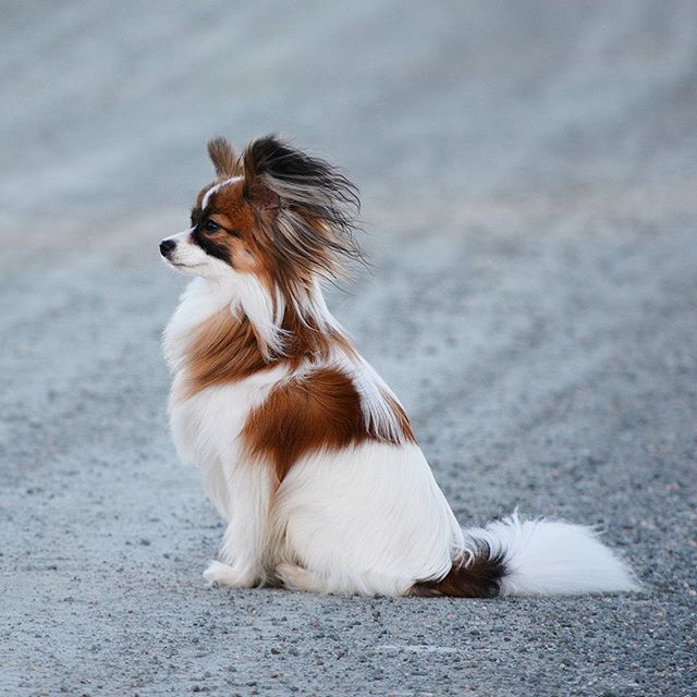 Brown and white Papillon
