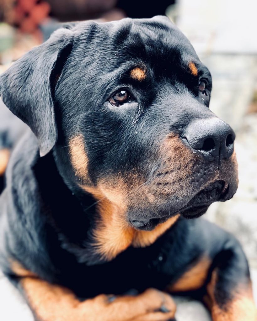 Smart Rottweiler World’s Smartest Dog Breeds Part 6 - Happy Mutt