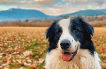 Border-Collie in a field