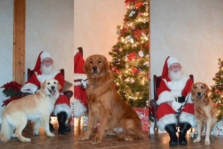 Rescued Dogs Celebrate Christmas