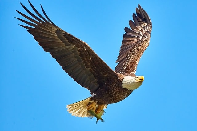 bald eagle, bird in flight, bif