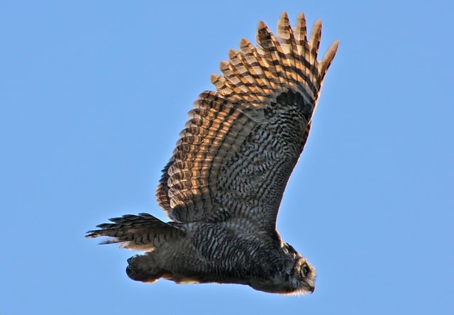 great horned owl, in flight