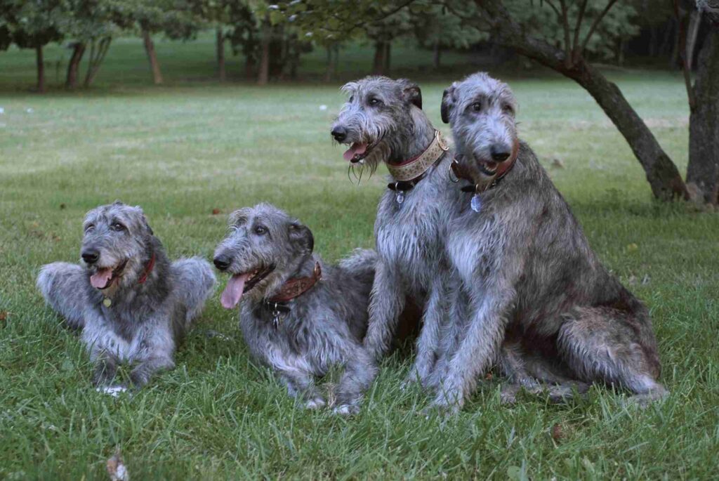 Pack of Irish Wolfhounds lying on the grass