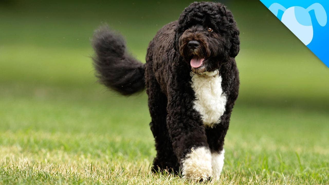 Portugese Water Dog trotting across the field