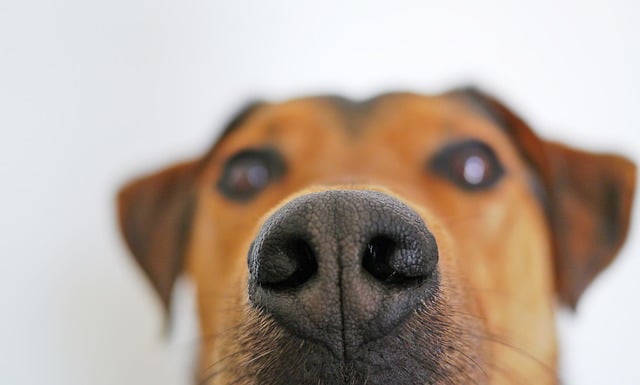 dogs can detect medical conditions with their nose