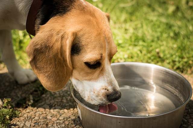 dog slowly drinking cool water