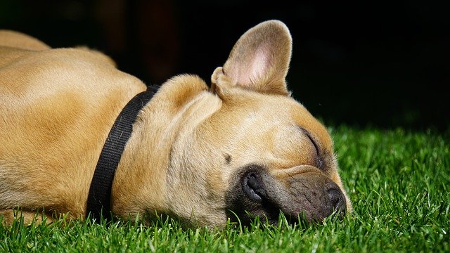 french bulldog, dog, fainted