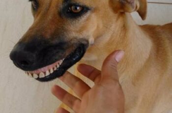 dog with human dentures