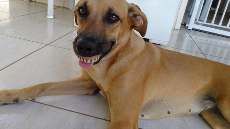 smiling dog with human dentures