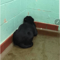 Abandoned dog sits in a shelter cell corner in his own urine.