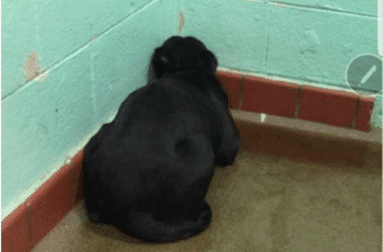 Abandoned dog sits in a shelter cell corner in his own urine.