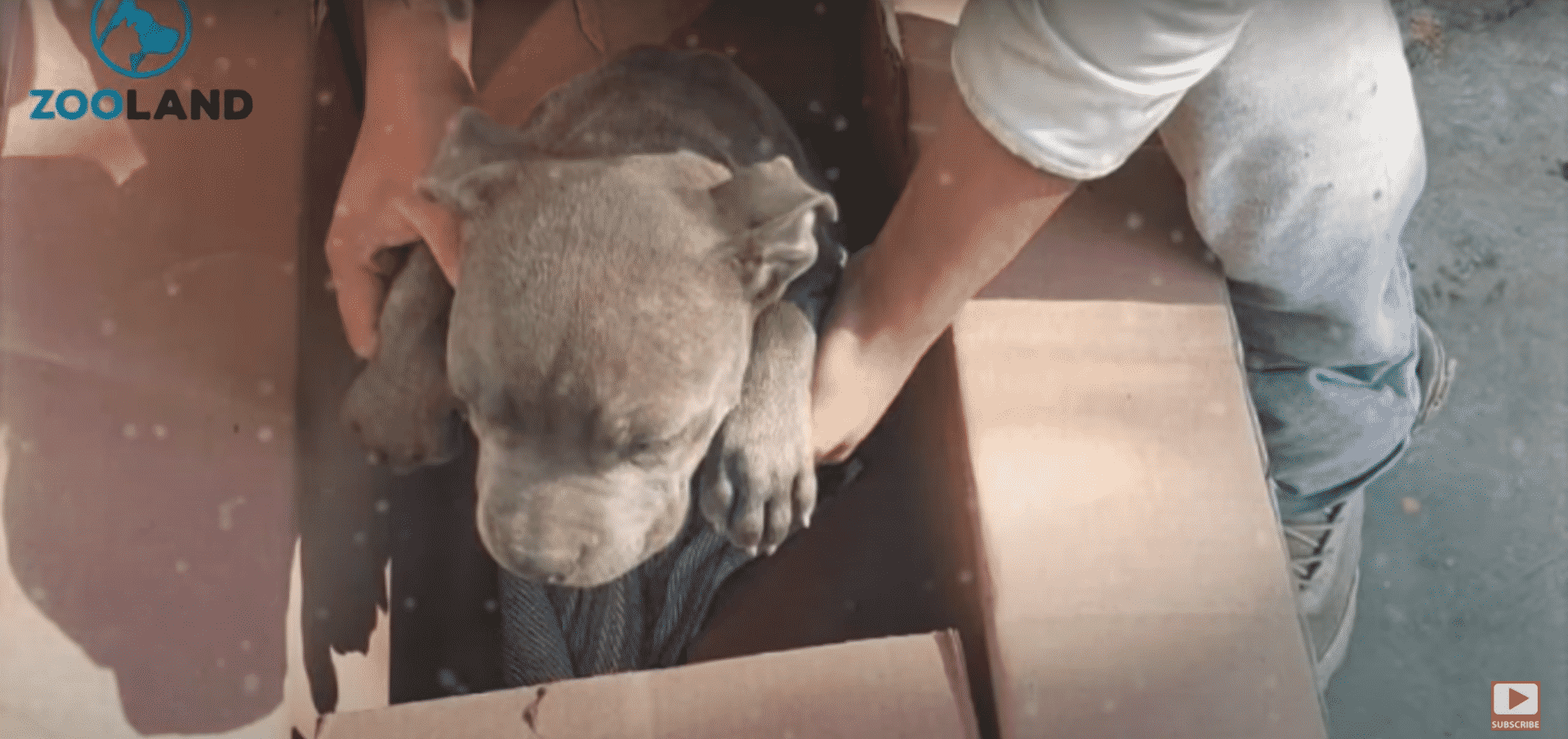 Pitbull Puppy in a Box, Left Outside Shelter in A Cardboard box