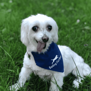 World's Cutest Rescue Dog is a smal white dog wearing a blue kerchief