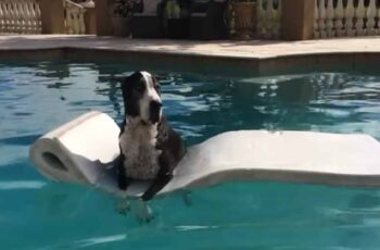 great dane on a float in the pool
