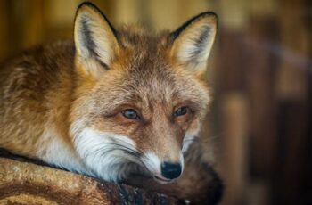 Fox resting on brown wood