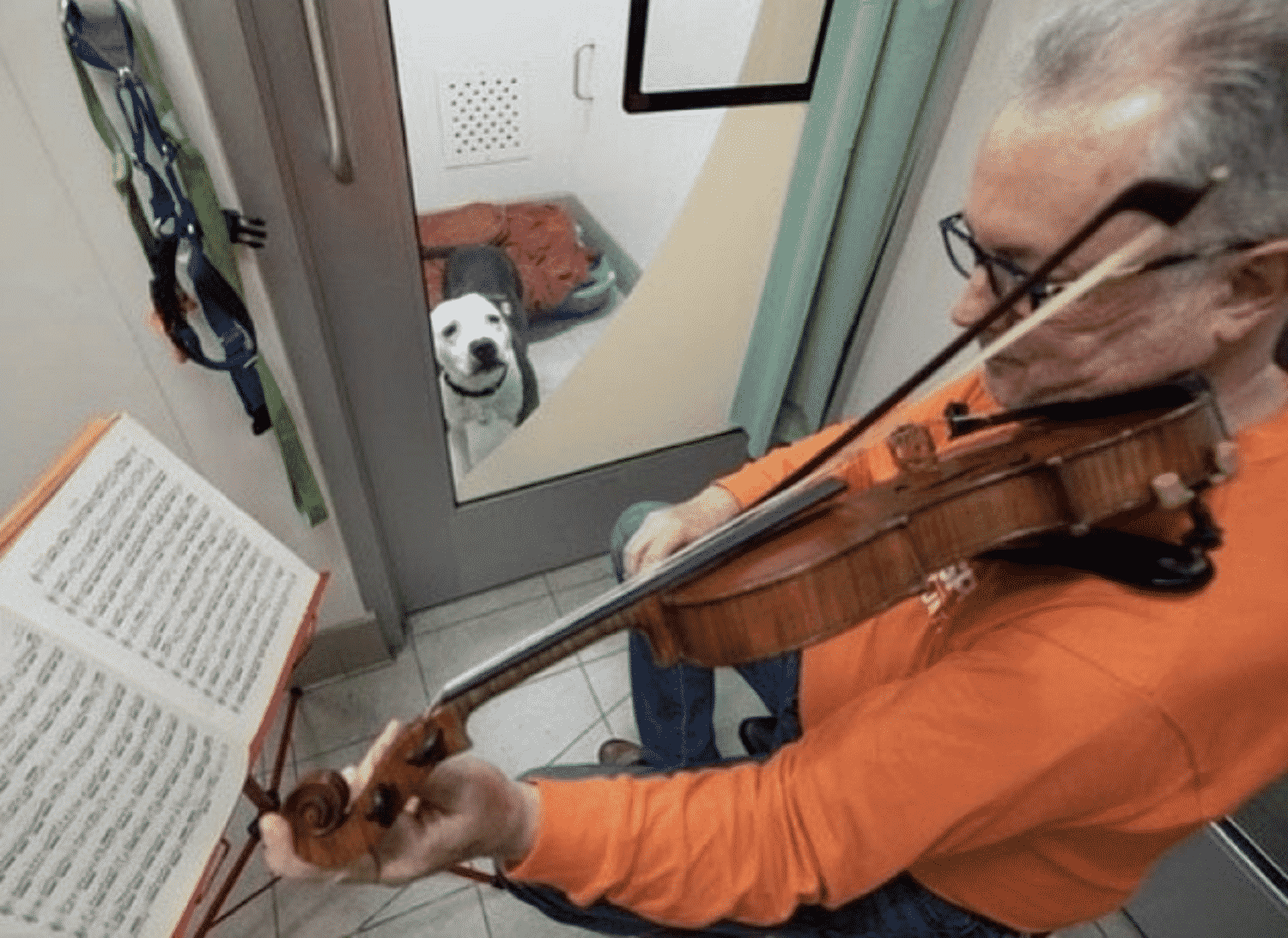 Violinist playing for a dog