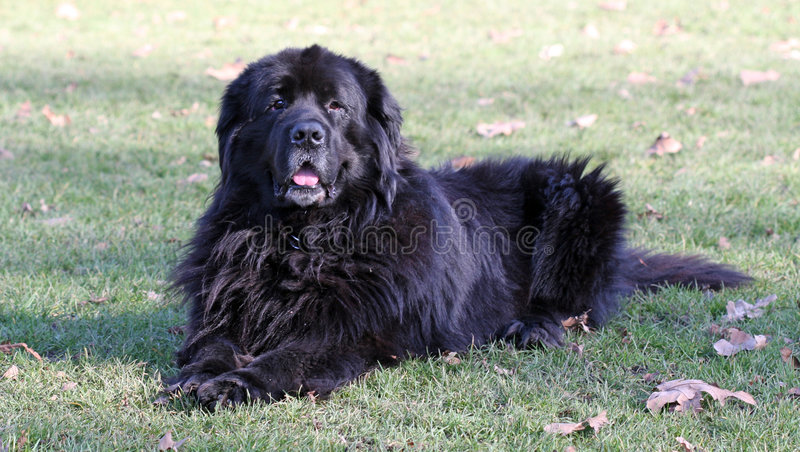 large, fluffy black dog on the grass