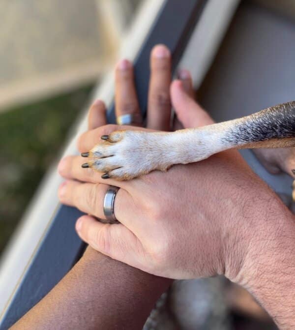dog paw on top of bride and groom hands