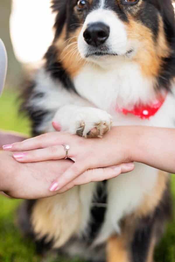dog, bride and groom