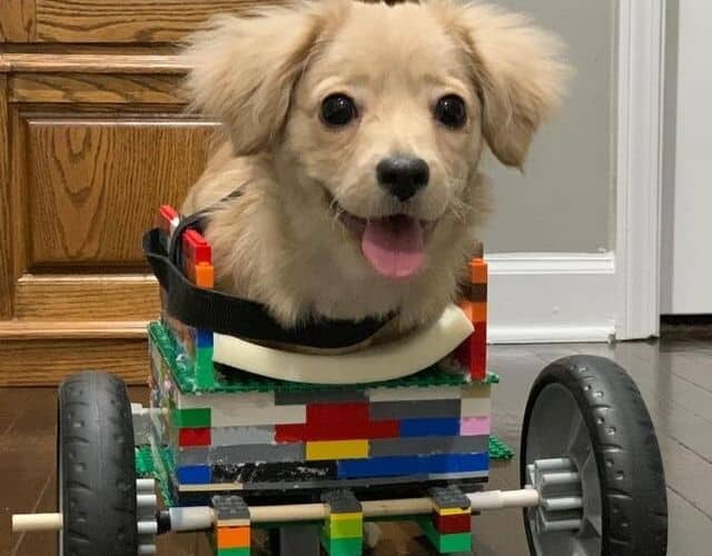 Two-legged puppy in a LEGO wheelchair