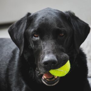 black lab with tennis ball in his mouth