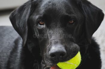 black lab with tennis ball in his mouth