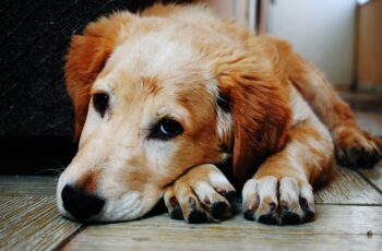 an aging dog lying down