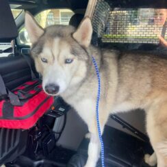 Husky in back seat of police car