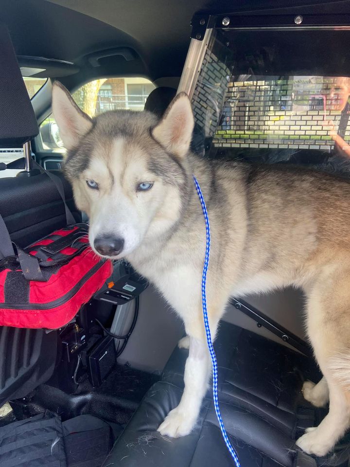 Dog Was Rescued From Hot Car After Owner Died In Shooting - Happy Mutt
