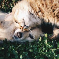 Cat and Dog loving on each other