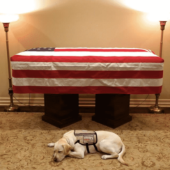 dog lying by a casket with aa flag on it