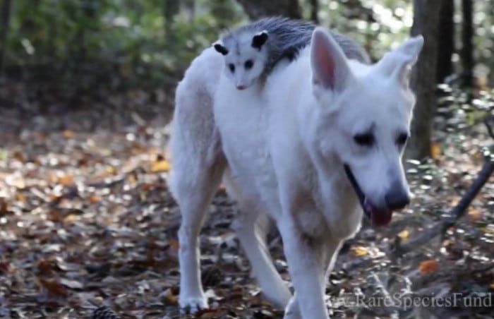white German Shepherd with an opossum on its back