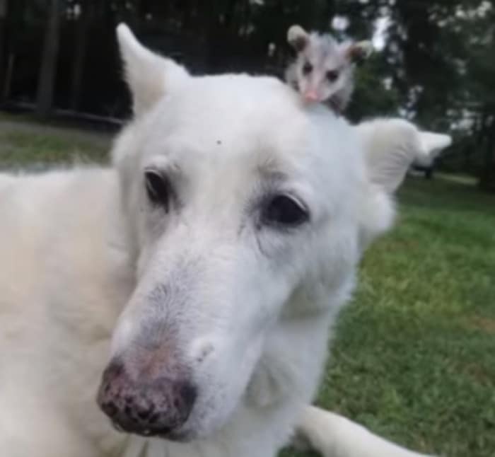 white dog with an opossum on its head