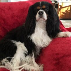 King Charles Spaniel on a red chair