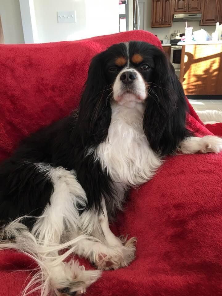 King Charles Spaniel on a red chair