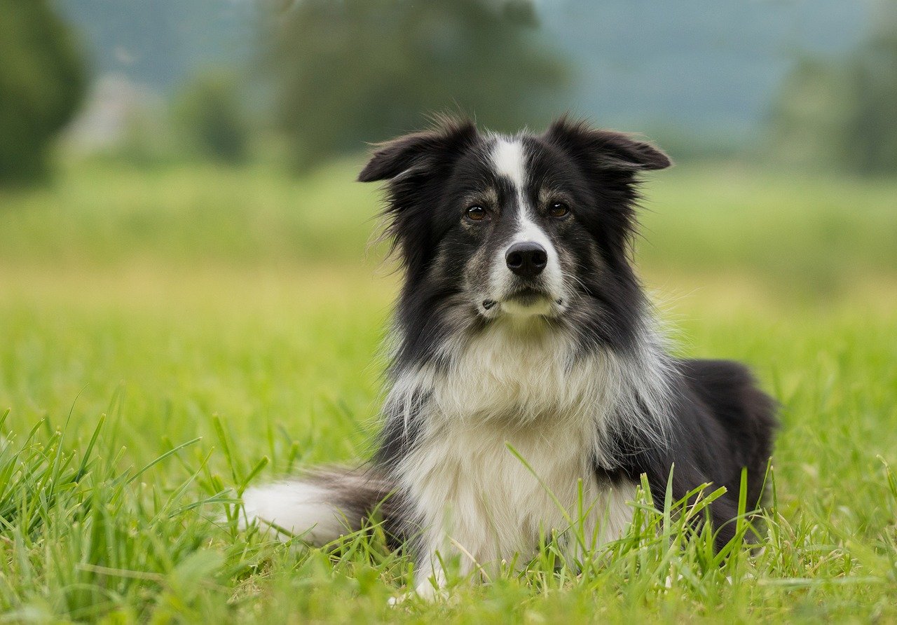 Very protective Border Collie lying on the grass