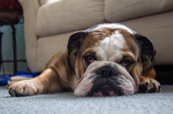Grumpy English Bulldog lying in front of a sofa