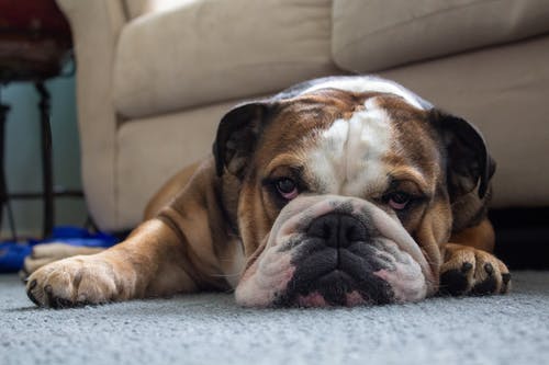 English Bulldog lying in front of a sofa
