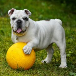 white bull dog with a yellow ball