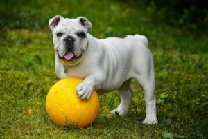 using good techniques of dog photography , here is a white bull dog with a yellow ball
