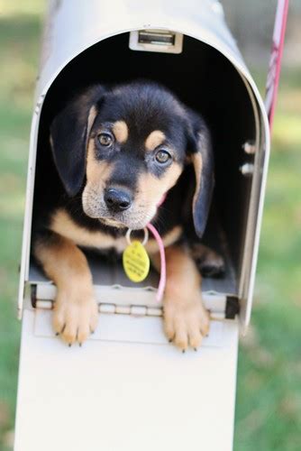 scared and hungry puppy in a mail box