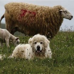Great Pyrenees Lying down with Sheep