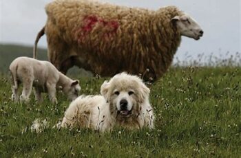 Great Pyrenees Lying down with Sheep