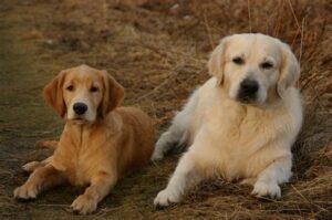 Adult and puppy Golden Retrievers lying down