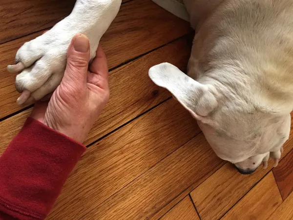 Man holding a dying dog's paw