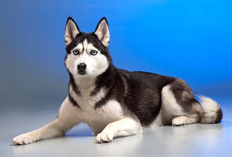 Siberian Huskie Lying Down in front of a blue background