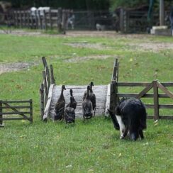 Border Collie herding a flock