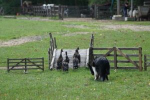 Border Collie herding a flock. There is doubt that they working dogs.