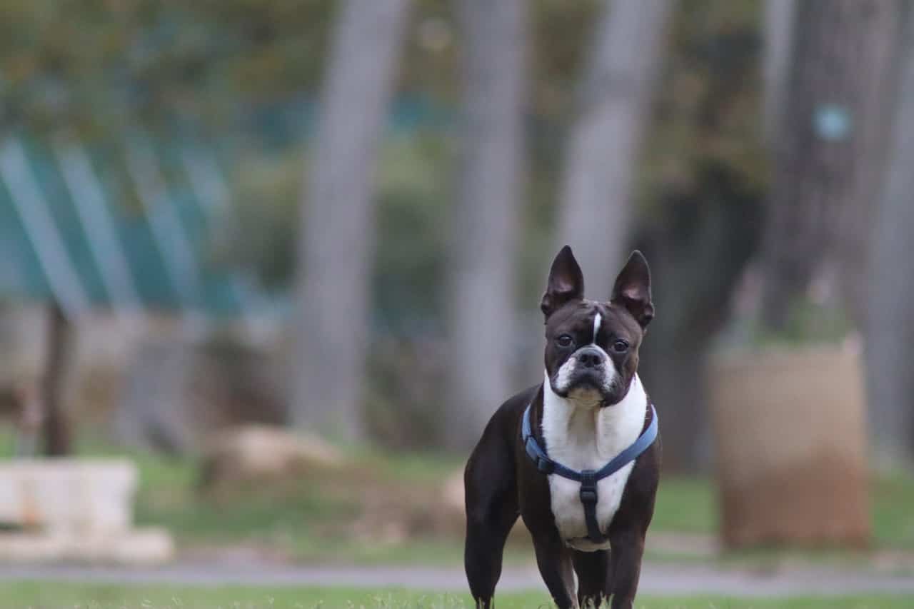 Boston Terrier standing alone